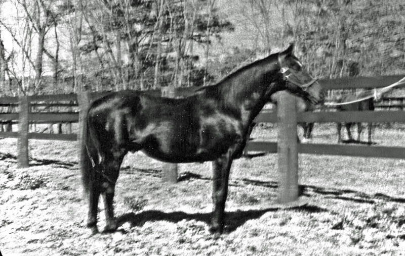 1981 Rodeo RushIS Haydon Horse Stud