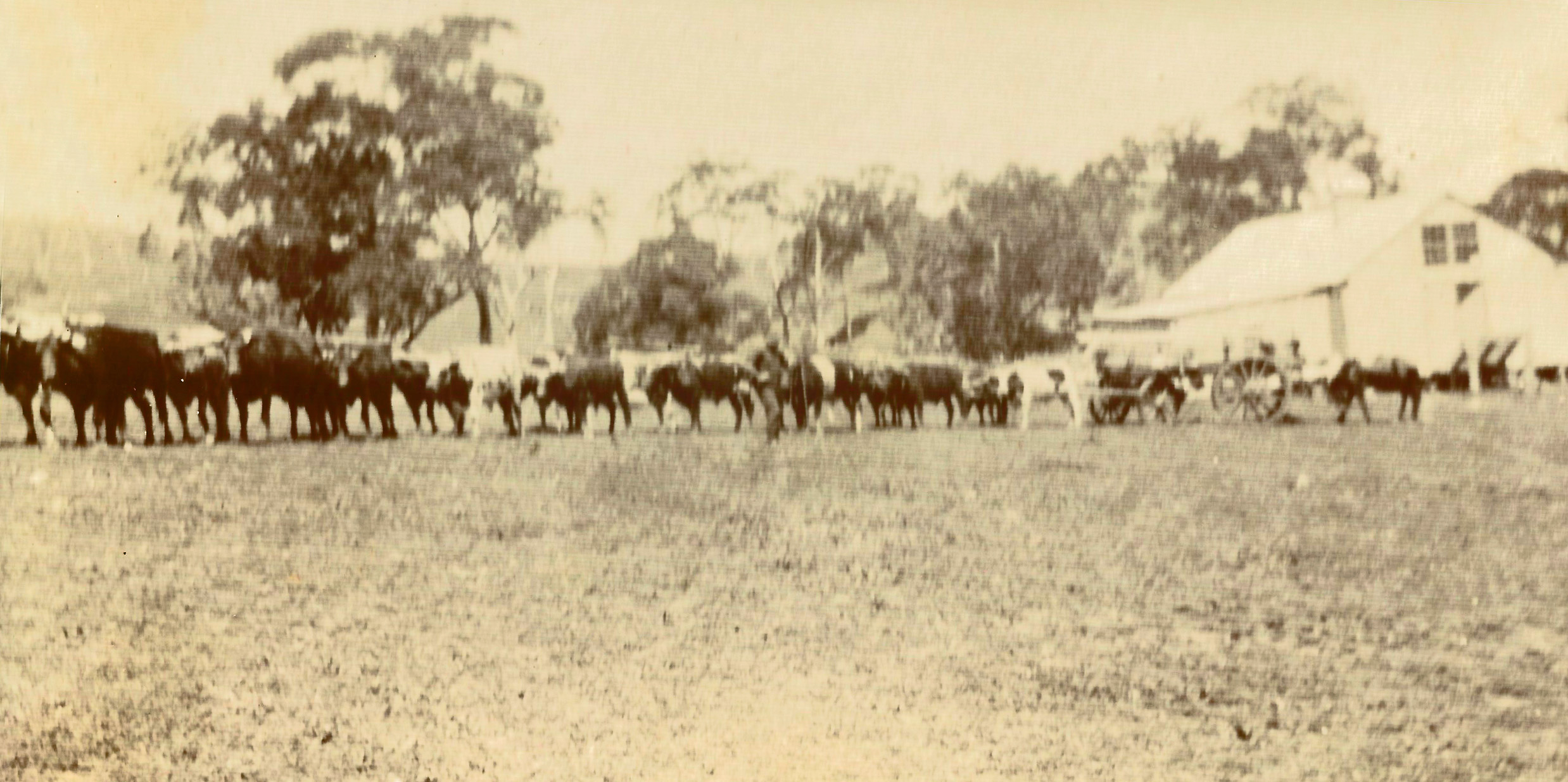 Bullock team with 18 bullocks at Bloomfield Woolshed