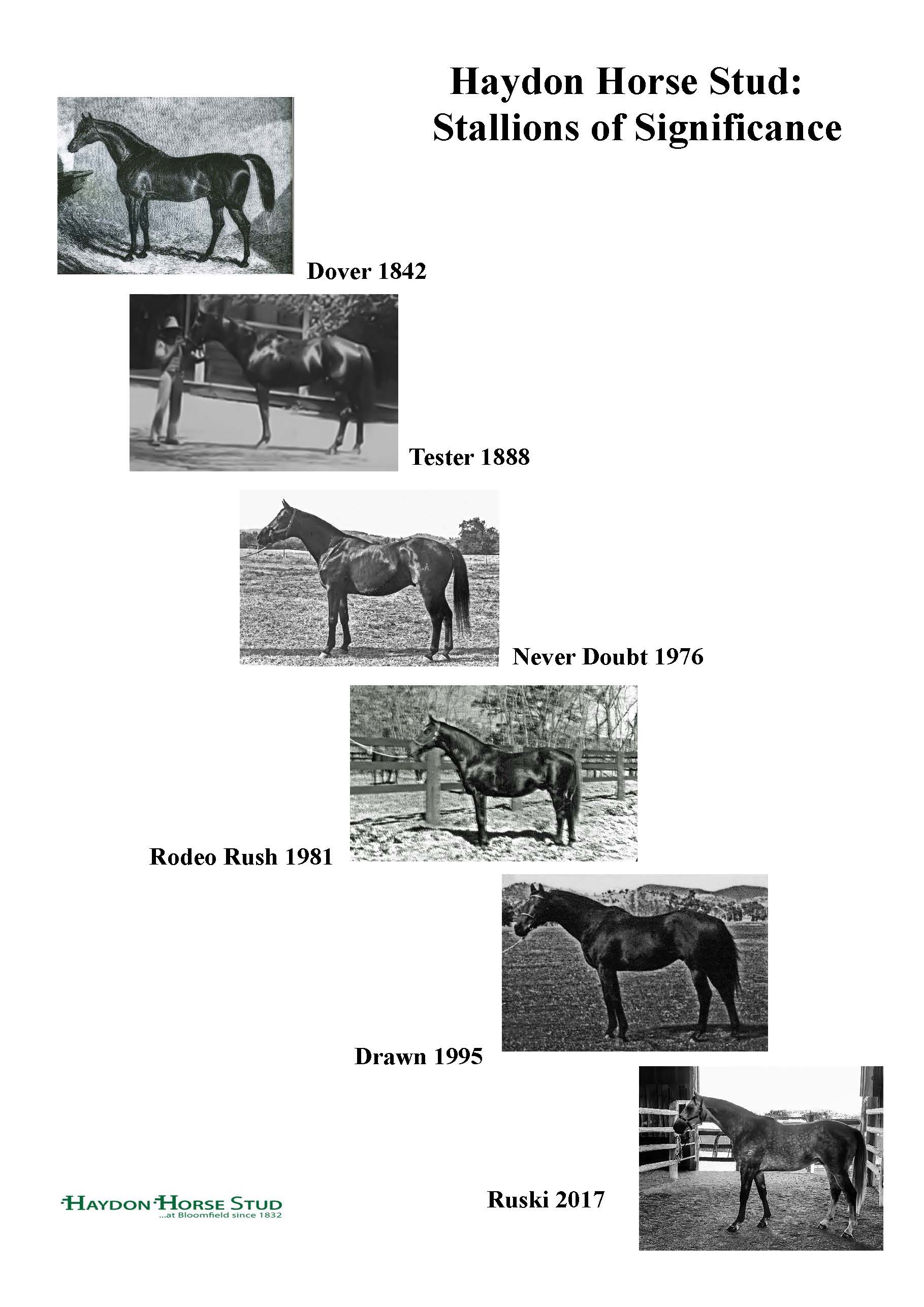 Stallions of Significance timeline photos